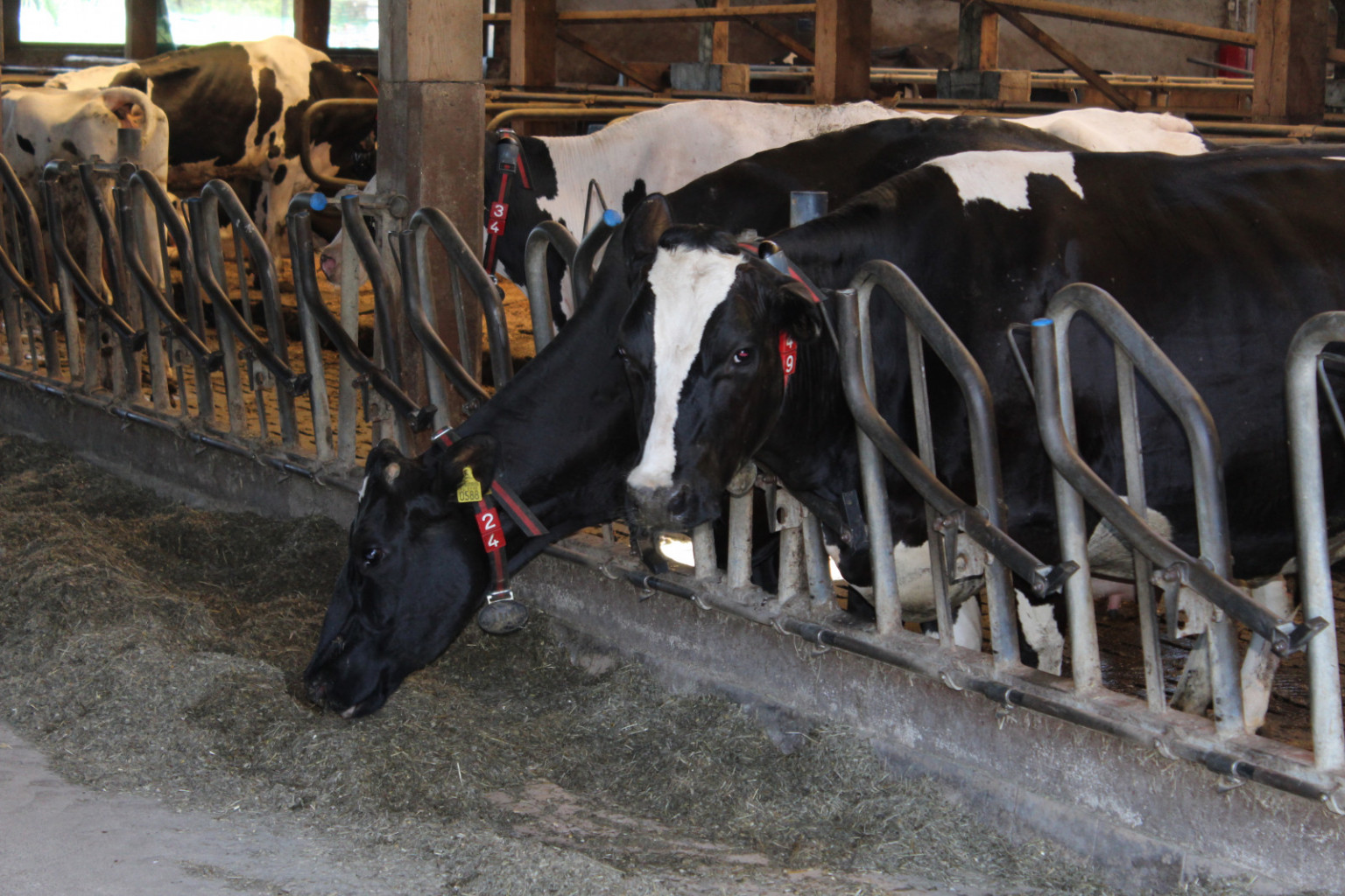 Na kmetiji Štrucelj imajo 160 glav govedi črno-bele pasme.