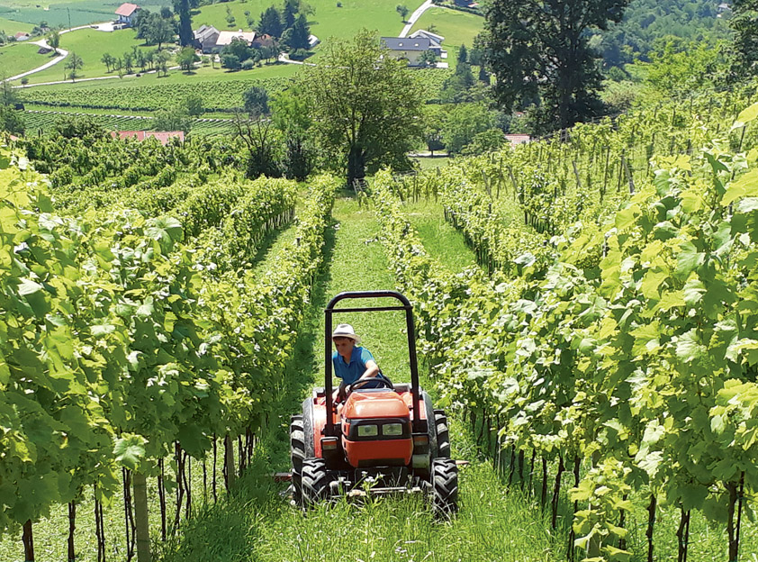 Delo v vinogradu je prijetnejše ob petju