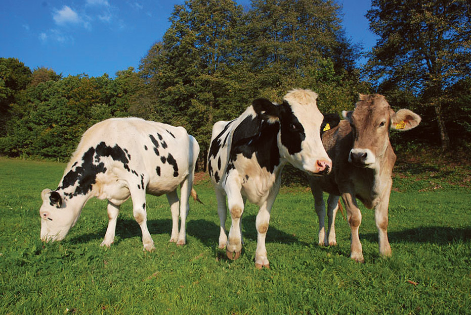 Ugodje živali je najpomembnejše za kakovost mleka.