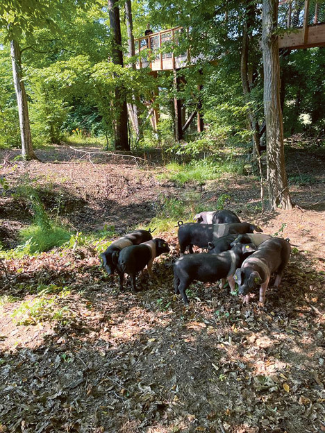 Krškopoljci – mama pujsa Pepa in osem prašičkov – uživajo v zavetju gozda. Obiskovalci si jih lahko ogledajo z razglednega mostu, ki vodi po posestvu.